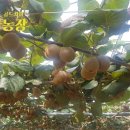 해산농장 이미지