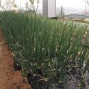 용성농장 이미지