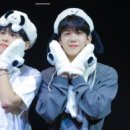 강아지 천국 이미지