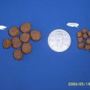 도그피아 이미지