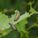 LARVA STAGE | 버드나무류를 먹는 버들잎벌레