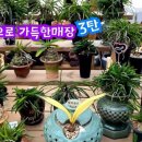 드림난원