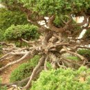 옹정초교 이미지