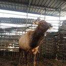 수정사슴목장 이미지