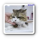 페르시안 캣 | 행복한 익산고양이미용 8월 10일 익산페르시안캣에서 미용 했어요~! 노르웨이숲 "미니"랍니다~~💕💕