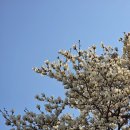 백일홍 | [전주맛집] 데프콘, 배두나 찐단골맛집인 백일홍 후기!