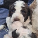 스탠푸켄넬 이미지