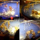 조련사 공격하는 사자 동영상 이미지