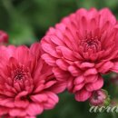 시에게 가는 길 이미지