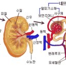 신장? 생명을 유지시켜 주는 여과기 이미지