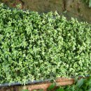 아담농장 이미지