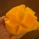 6023 | 세부 남부투어 1박2일 | 트리쉐이드 내돈내산 마이리얼트립 후기 (오슬롭 고래상어+모알보알 바다거북이)