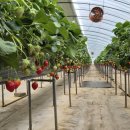 초록어린이집차량(1대) | 당진딸기체험 최성원딸기 어린이집 단체체험 태권도단체 주말체험 진행중