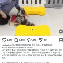 메리펫 애견유치원 이미지