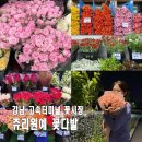 강남시장(3) | 고속터미널 꽃시장 꽃다발 포장 쥬리원예 영업시간 가격 강남 고터 한희꽃상사 후기