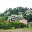 신촌3리 이미지