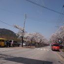봄소식 -6 정읍시 벚꽃축제 이미지