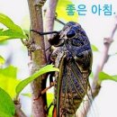 매미네일