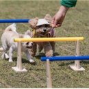 우리동네 펫 이미지