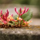 인동