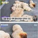 인절미