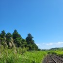 제주도 동쪽 가볼만한곳 힐링 코스 &#34;제주 레일바이크🚋🌺&#34;