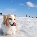 ACE동물병원 이미지