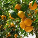 미란농장 이미지