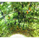 어느날, 하동 이미지