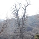 은행나무농장 | 양평 가볼만한곳 추천 - 용문사 봄 산책 후기 (주차·입장료·은행나무 총정리)