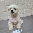 본아페티 덴탈드링크 ; 강아지 입냄새,고양이 구내염