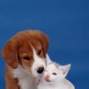 예쁜강아지 이미지