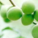 매실(梅實) : 매화나무의 열매 / 효능과 여러가지 음식 이미지