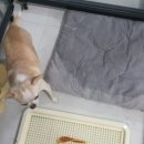 봉순두부 이미지