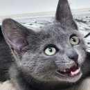 다나을동물병원 이미지