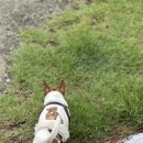 하나애견 | 강화도 애견펜션 아보하 펜션 후기 🐶 🐾