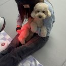 멍스쿨 전주애견유치원 애견호텔 이미지