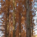 장태산자연휴양림 이미지