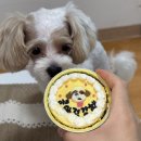 퍼스널댕댕 이미지