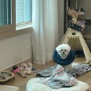 땅콩 동물병원 | 중성화 전문병원 강서 마곡 &lt;땅콩동물병원&gt; 소형견 암컷 수술