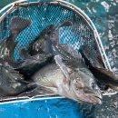 맛수러움 이미지