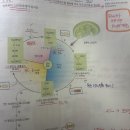 [기타]2021년 전라남도 9급 생물7번 (문제집 기준63번) 광합성, 캘빈회로 이미지