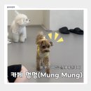 살롱드멍멍 | [포항] 카페 멍멍(Mung Mung)ㅣ이동 신상 실내애견카페 방문 솔직 후기(주차, 가격, 위치)