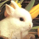 산토끼 이미지
