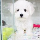 개맑음