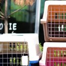 혜원켄넬 이미지