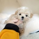 코코독(cocodog) 이미지