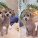 커들리독 이미지