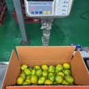 진가네농장 | 효돈 농장직송 타이벡 감귤로 신선함을 완벽히 지키세요!