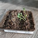 팜프로덕션